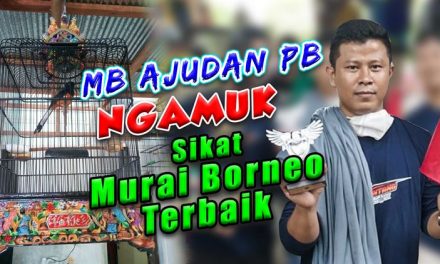 MB Ajudan PB Ngamuk Sikat Murai Borneo Terbaik