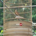 Kisah Sukses Peternak Burung  Branjangan Asal Kulon Progo (22/02/2022)