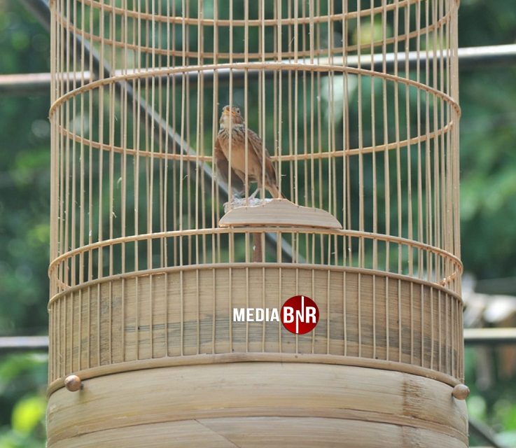 Kisah Sukses Peternak Burung  Branjangan Asal Kulon Progo (22/02/2022)