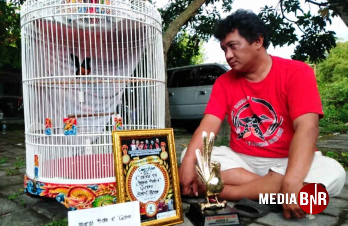 Singo Edan buktikan kualitas penangkaran Cakra BF dari BBF Team